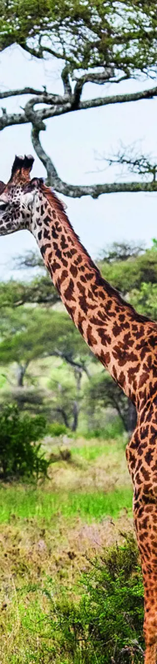 Giraffenherde